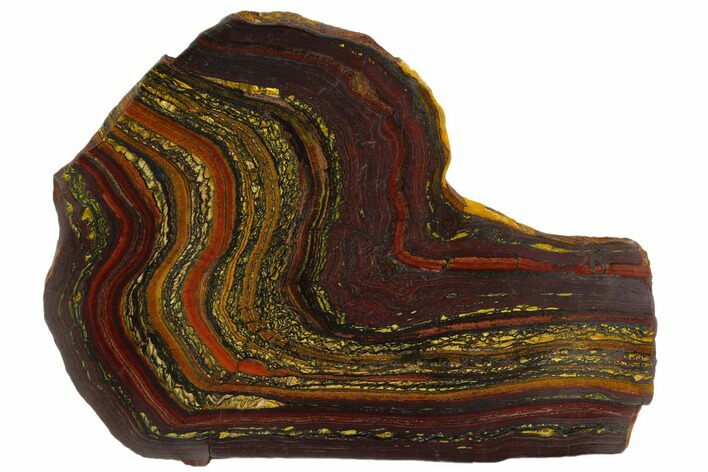 Polished Tiger Iron Stromatolite - Billion Years #129334